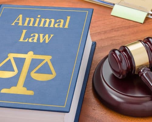 Animal Law