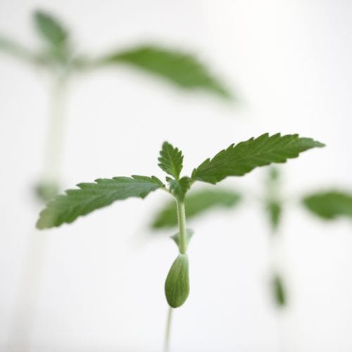 Medical,Cannabis,Marijuana,Sprout,Plant,Hemp,Farm