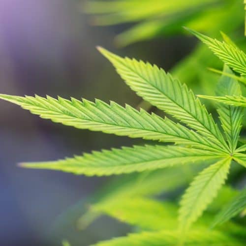 Fresh,Cannabis,Leaves,Close up,Under,Uv,Lamps