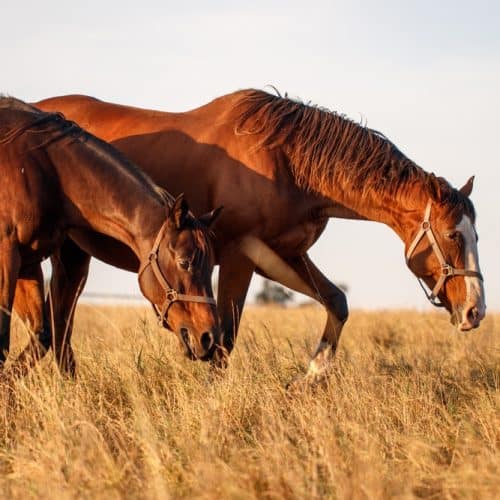 Two,Horses,Walking,On,Pasture.,Animal,Farm.,Thoroughbred,Horse,Mare
