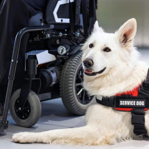 Service,Dog,Giving,Assistance,To,Disabled,Person,On,Wheelchair.
