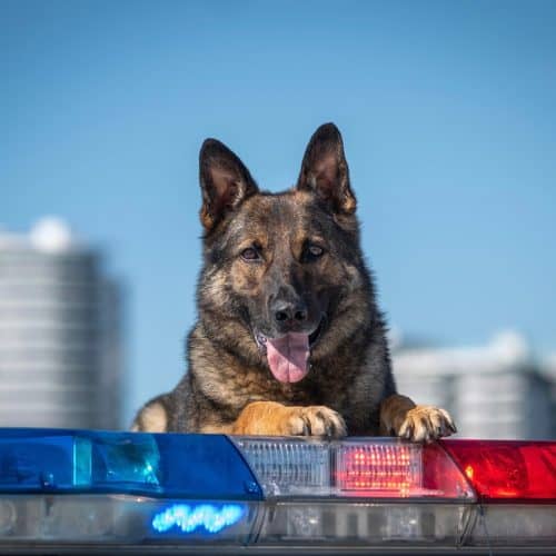 Police,Dog,On,His,Car,Lights
