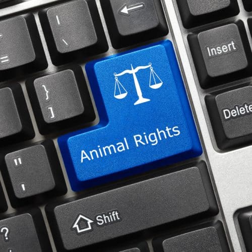 Close up,View,On,Conceptual,Keyboard, ,Animal,Rights,(blue,Key)
