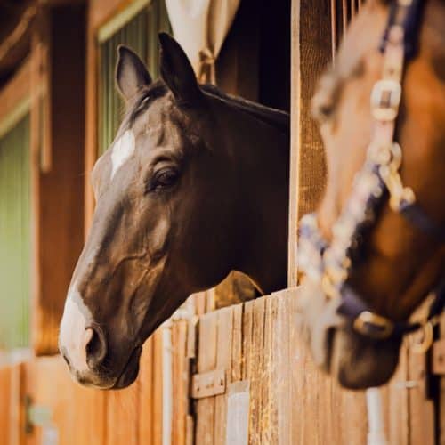 Portrait,Of,A,Beautiful,Horse,Standing,In,A,Wooden,Stall