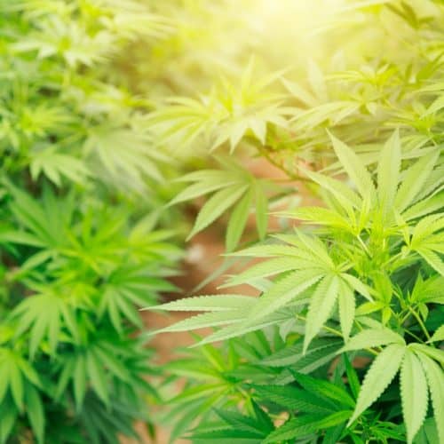 Marijuana,Cannabis,Plant,Farm,For,Medical,Science,Use,,Indoor,Grown