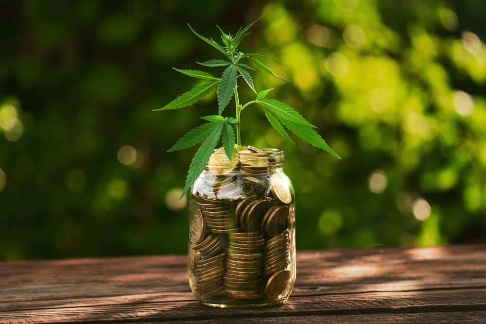 Close,Up,Leaf,Green,Fresh,Of,Marijuana,Tree,On,Coin