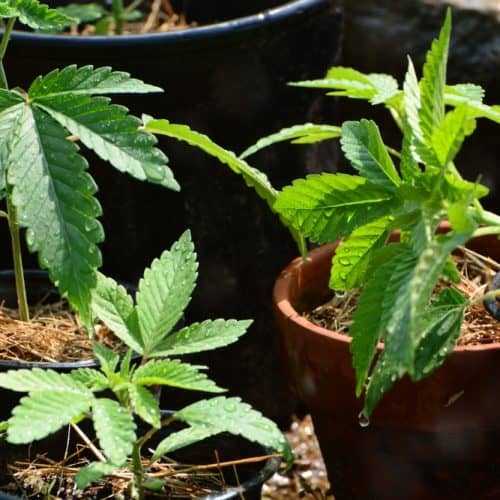 Cannabis and Hemp Law for Practitioners: Litigation, Licensing, and Compliance (On-Demand)